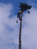 40m-s jegenyefenyőfa csúcs levágása kb10m