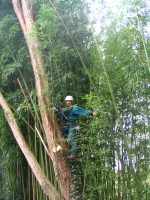 a sűrű bambusz se akadály a fa megmászásában