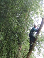 a sűrű bambusz se akadály a fa megmászásában