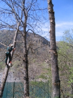 meredek sziklafal tetején veszélyes fa kivágása alpintechnikával
