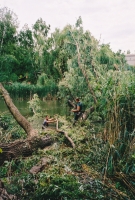 vihar által vízbe dőlt fa kivágása