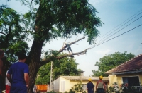 viharkár elhárítás vezetékre dőlt fa leszedése alpintechnikával