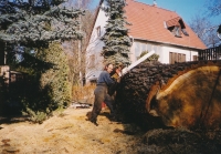 202cm átmérőjű fa kivágása kis udvarban