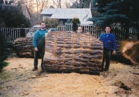 202cm átmérőjű fa kivágása kis udvarban
